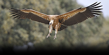 Vale gier, Vulture